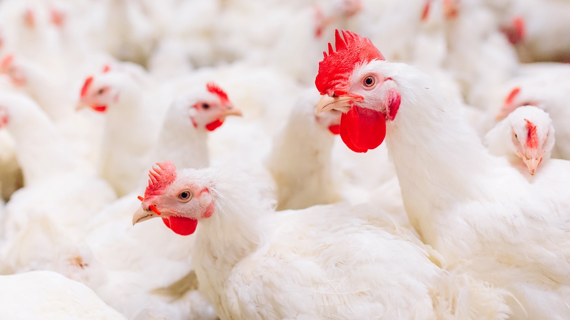 [Costa Rica] Arcos Dorados anuncia logro del 100% de huevos de gallinas libres de jaula en el menú de McDonald’s